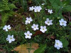 Arenaria montana