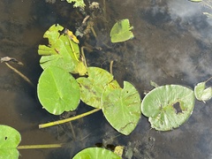 Nuphar variegata