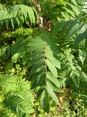 Rhus typhina