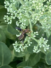 Neoclytus mucronatus