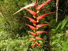 Heliconia