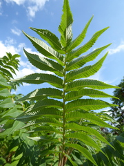 Rhus typhina