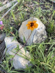 Sclerocarpus uniserialis