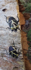 Commius elegans