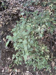 Spiraea ouensanensis