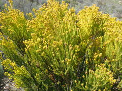 Leucadendron teretifolium