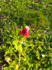 Trifolium incarnatum