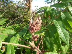 Rhus typhina