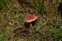 Gymnopilus dilepis