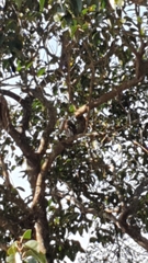 Glaucidium brasilianum
