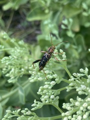Neoclytus mucronatus