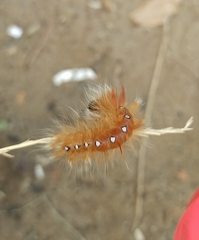 Acronicta aceris