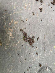 Lumbricus terrestris