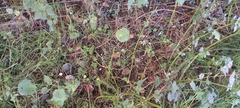 Marasmius rotula