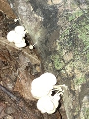 Basidiomycota