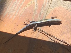 Plestiodon