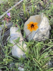 Sclerocarpus uniserialis