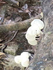 Basidiomycota