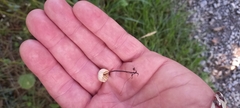 Marasmius rotula