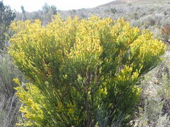 Leucadendron teretifolium