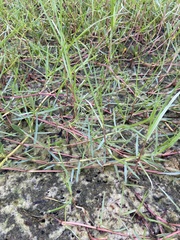 Paspalum