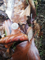 Mycena stylobates