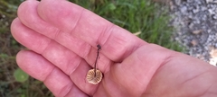 Marasmius rotula