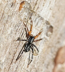 Nyssus coloripes