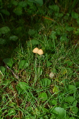 Conocybe