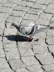 Columba livia domestica