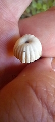 Marasmius rotula