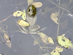 Lithobates clamitans