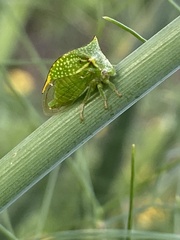 Stictocephala bisonia