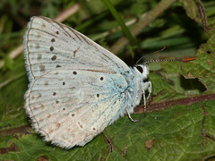 Polyommatus daphnis