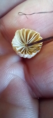 Marasmius rotula