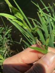 Macrodactylus subspinosus