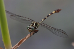 Aphylla angustifolia