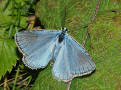 Polyommatus daphnis