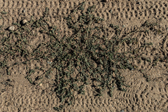 Polygonum aviculare depressum