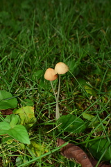 Conocybe