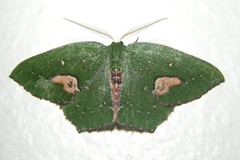Lasiochlora diducta