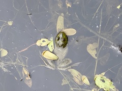 Lithobates clamitans