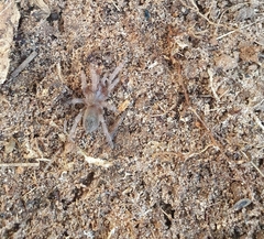 Theraphosinae