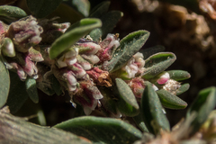 Polygonum aviculare depressum
