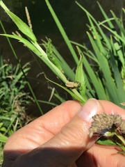Macrodactylus subspinosus