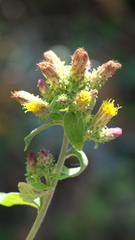 Pentanema squarrosum