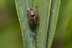 Araneae