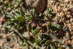 Polygonum aviculare depressum