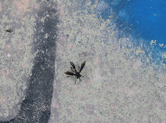 Physocephala tibialis