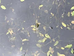 Lithobates clamitans